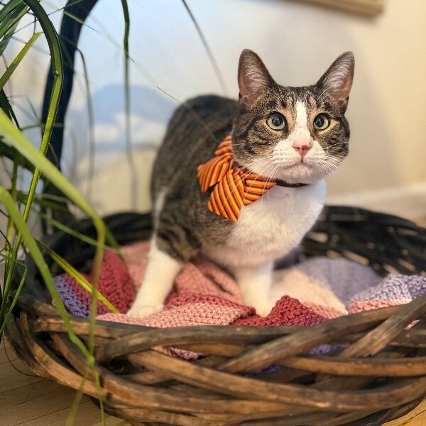 Noodles Newman, a Domestic Short Hair cat