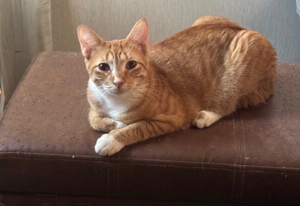 Quinn the Lion from Oz, a Domestic Short Hair cat