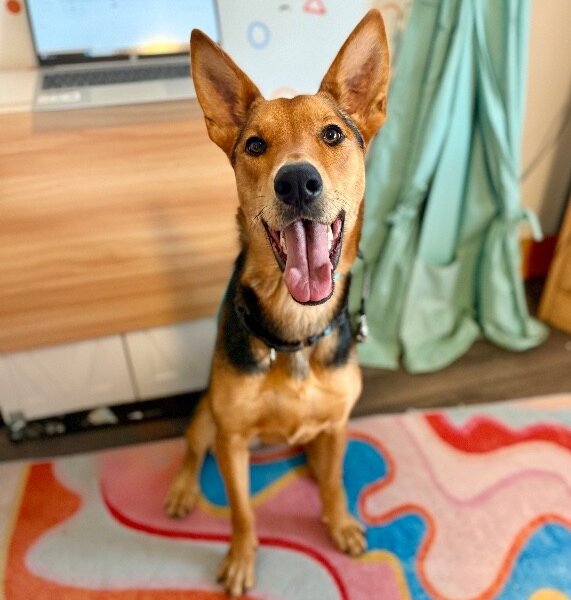 Becca Boo Loves Bigger than her EARS, a German Shepherd Dog dog