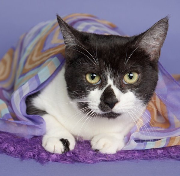 Lily Langtry, a Domestic Short Hair cat