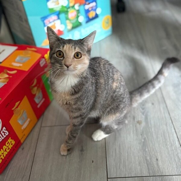 Willow Taylor, a Dilute Calico cat
