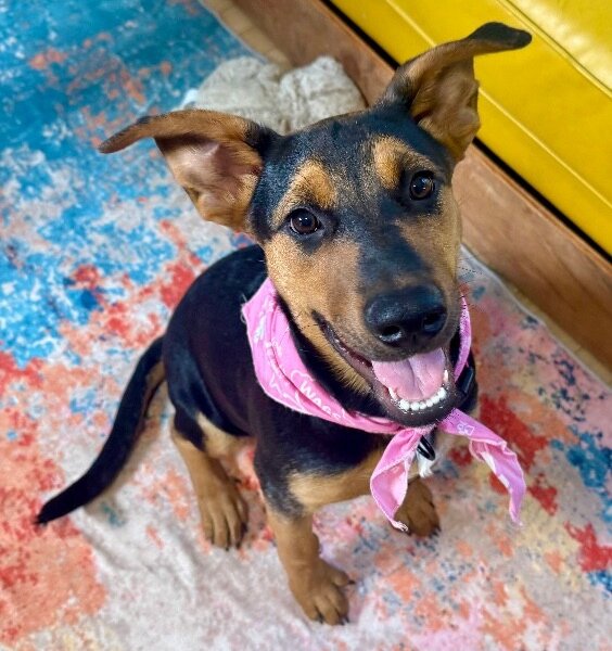 Maple Portillo, a American Pit Bull Terrier dog