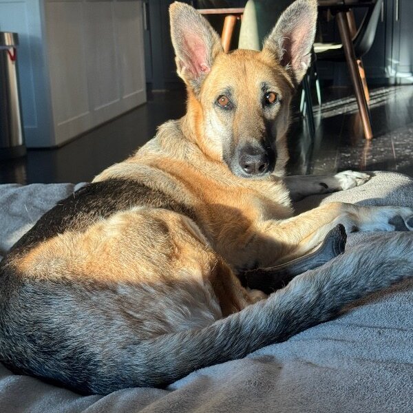 Zora Cozy Perfect in Every Way, a German Shepherd Dog dog
