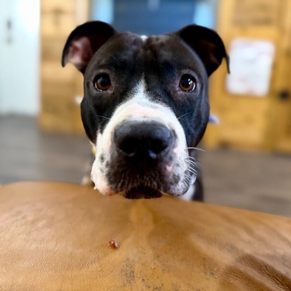 Harlen Franny Hocus Pocus Magic, a Pit Bull Terrier dog