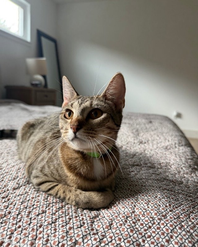 Canela Gato - Photo 1