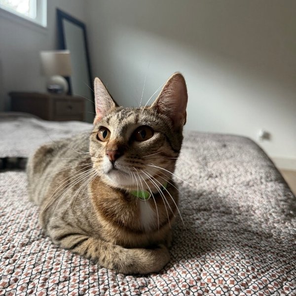 Canela Gato, a Tabby cat