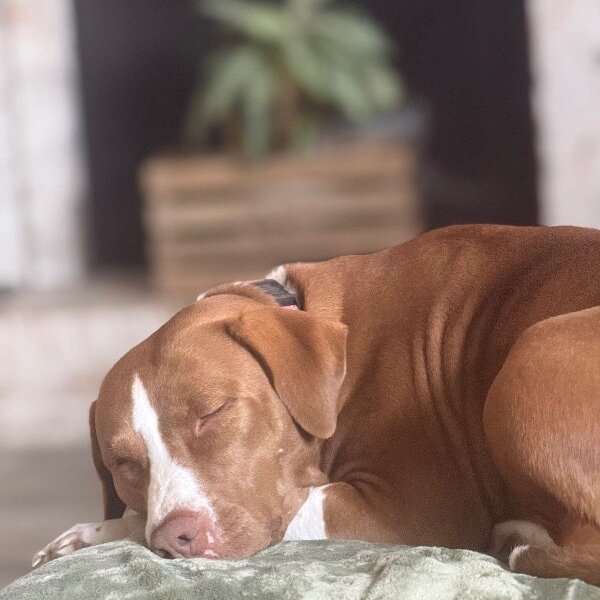 Josie Ella the Peace Bringing Princess, a Pit Bull Terrier dog