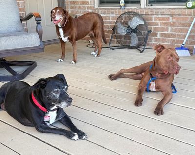 Ernie Sploots for You thumbnail 6