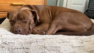 Ernie Sploots for You thumbnail 2