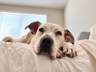 Cassie Mae Sweet Little House Hippo thumbnail 1