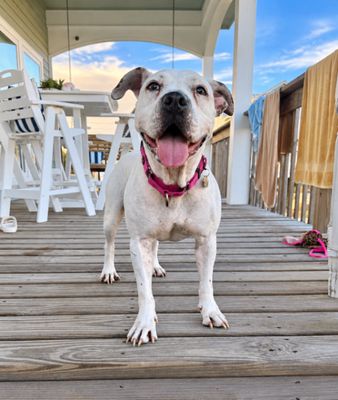 Cassie Mae Sweet Little House Hippo thumbnail 10