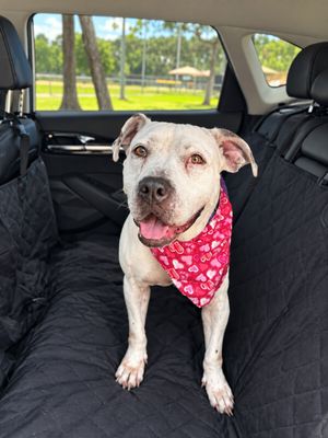 Cassie Mae Sweet Little House Hippo thumbnail 4