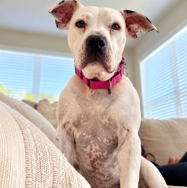 Cassie Mae Sweet Little House Hippo, a American Pit Bull Terrier dog