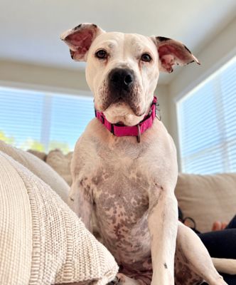Cassie Mae Sweet Little House Hippo thumbnail 3