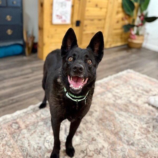 Stormy Belle is your Soul Dog, a German Shepherd Dog dog