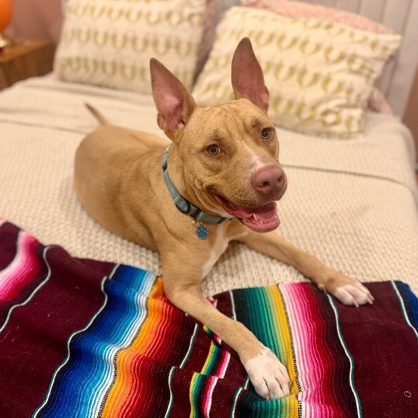 Ivan the Iconic, a Pit Bull Terrier dog