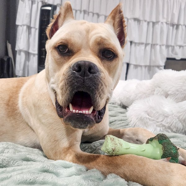 Piper Squishy Lovebug, a Cane Corso dog