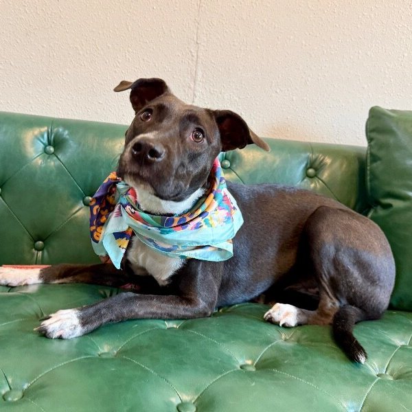 Toffee Tumblebean, a Pit Bull Terrier dog