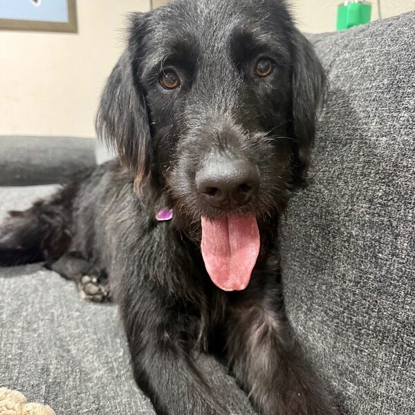 Jetty Boy the Couch Snuggler and Tiny Dog Lover, a Labradoodle dog