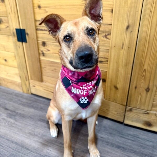 Ember Honey Loves You Bunches, a German Shepherd Dog dog