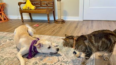 Sugar White Cuddly Cutie thumbnail 4