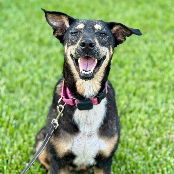 Raya Everly The Love Story That Grows, a German Shepherd Dog dog available for adoption