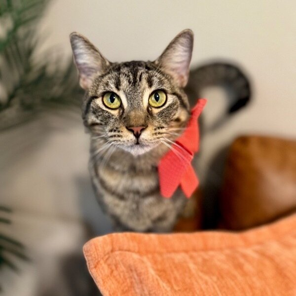 Velvet Wonka, a Tabby cat