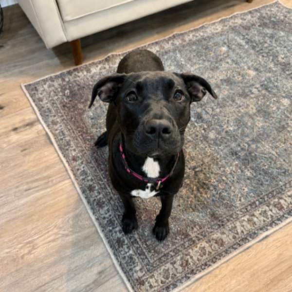Alaska Belle All Around Angel, a Labrador Retriever dog