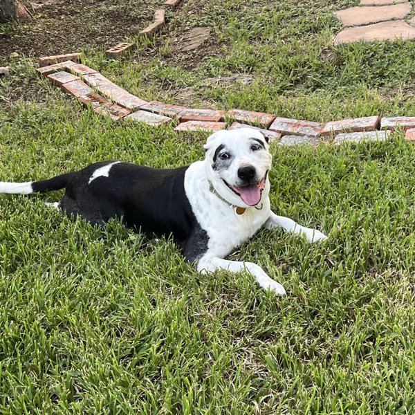 Frida Golden Girl Glow, a Pit Bull Terrier dog
