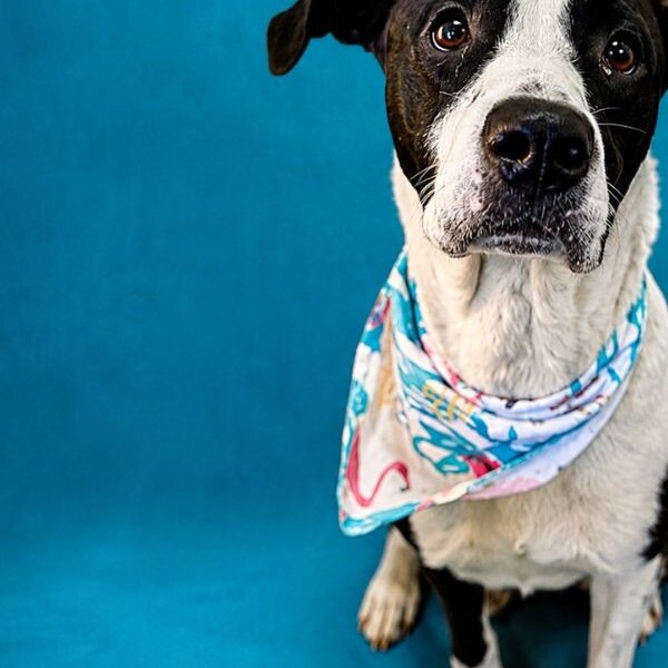 Domino Falls For You, a American Pit Bull Terrier dog