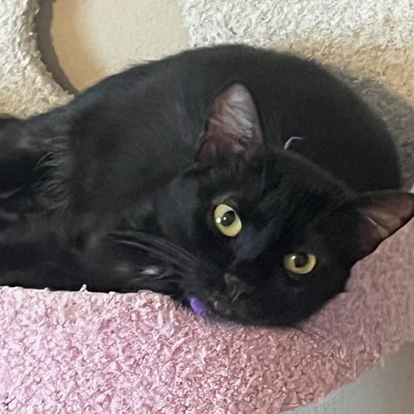 Godiva Chocolate Fluff, a Domestic Medium Hair cat