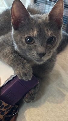 Abilene Meowling thumbnail 11