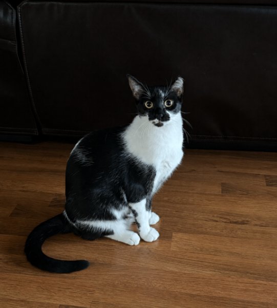 Daisy Boo, a Tuxedo cat
