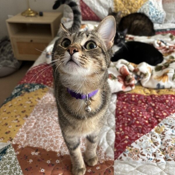 Glitter Disco, a Tabby cat