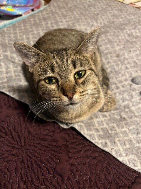Blythe de la Tabby - Photo 1
