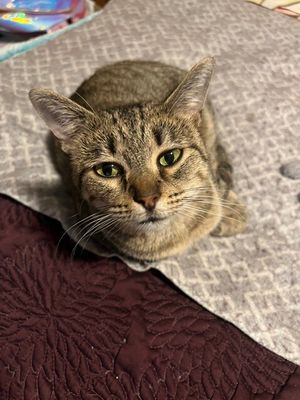 Blythe de la Tabby thumbnail 1