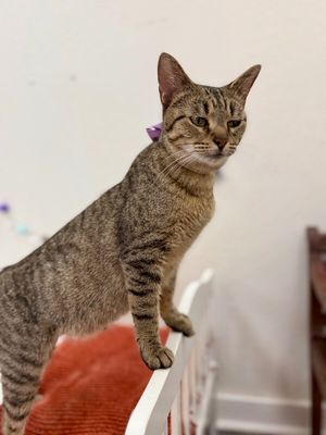 Blythe de la Tabby thumbnail 3