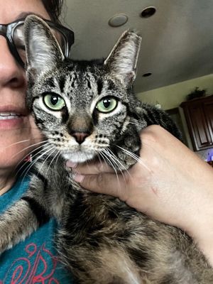 Honey Sweet Purrfectly Sweet thumbnail 9