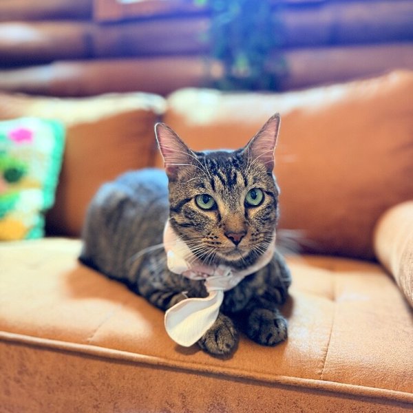 Winston Von Whiskers, a Tabby cat