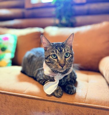 Winston Von Whiskers thumbnail 1