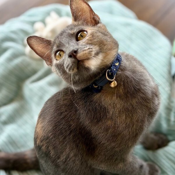 Penelope Von Whiskers, a Dilute Tortoiseshell cat available for adoption