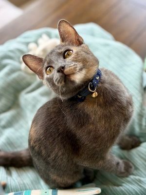 Penelope Von Whiskers thumbnail 1
