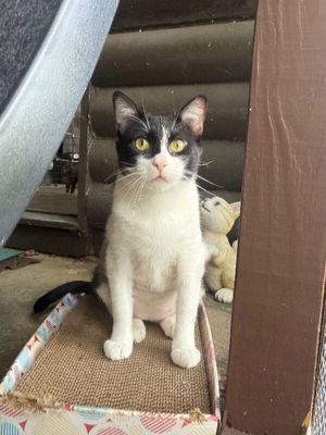Sylvester The Brave thumbnail 15