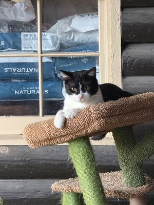 Sylvester The Brave thumbnail 14