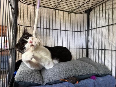Sylvester The Brave thumbnail 12