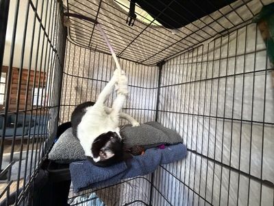 Sylvester The Brave thumbnail 13