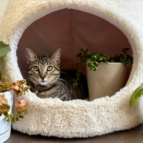 Olivia Von Whiskers, a Tabby cat