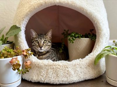 Olivia Von Whiskers thumbnail 1