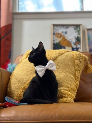 Alfred Royal thumbnail 13