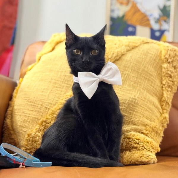 Alfred Royal, a Bombay cat